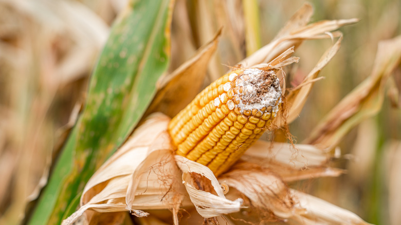 old dent corn in its husk in cornfield