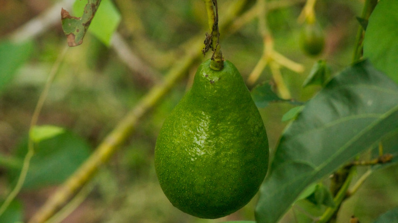 Avocado growing on a tree