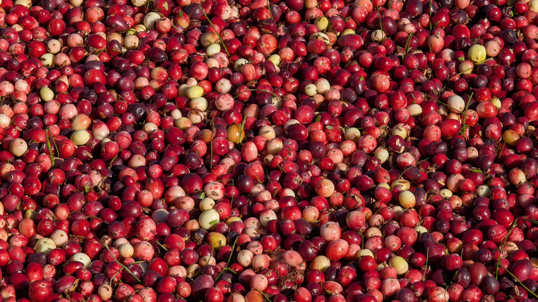 Whole cranberries before being processed