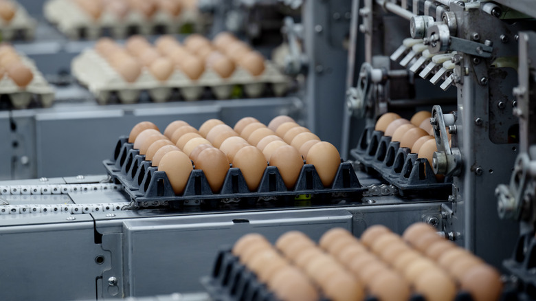 Fresh eggs, sorted by size and packaged using modern technology at a factory.