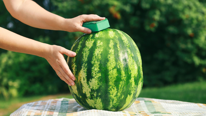 Someone scrubbing a watermelon with a sponge outside