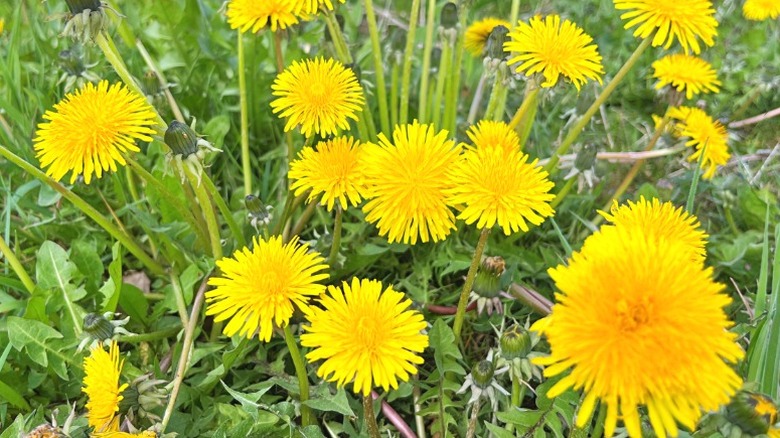 Yellow dandelions, one of the many weeds Henry Ford ate throughout his life.