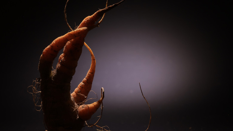 A creepy deformed carrot on a black background in the shadows