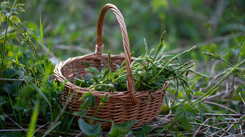 Foraged hop shoots in basket