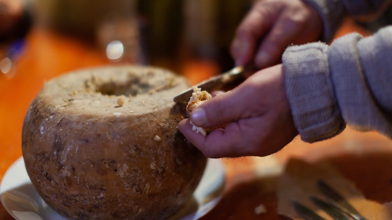 Wheel of casu marzu cheese