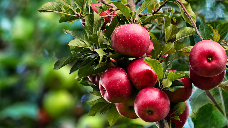 A cluster of red apples on a leafy tree in an orchard