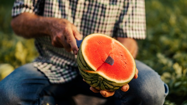 Farmer cutting a watermelon