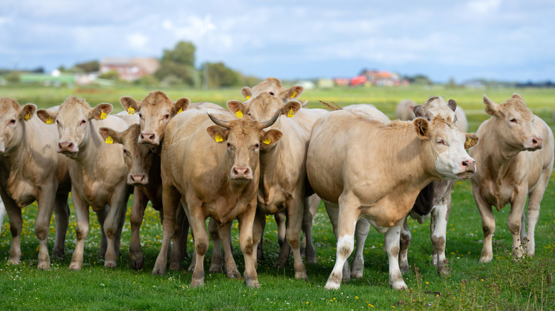 Tagged cattle in a field