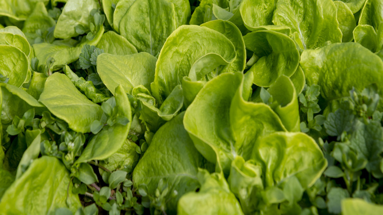 butterhead lettuce growing