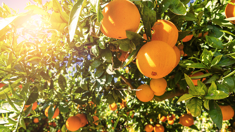 oranges growing on grove