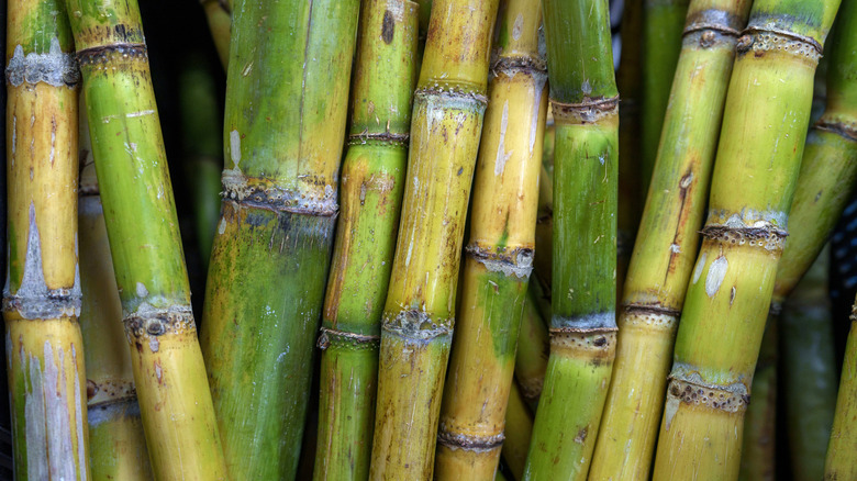 sugarcane stalks