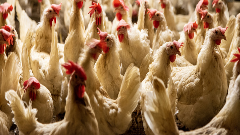 live chickens on farm