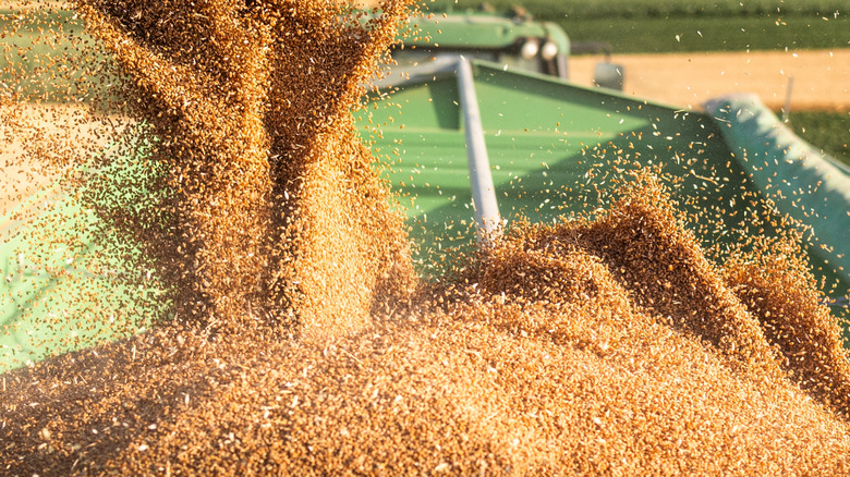 wheat getting cut and sorted by farm machinery