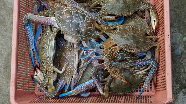 live blue crabs in basket