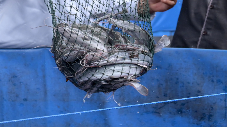 net full of catfish