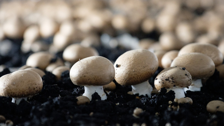 white mushrooms growing in substrate