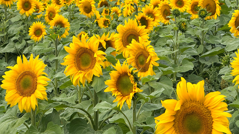 field of sunflowers