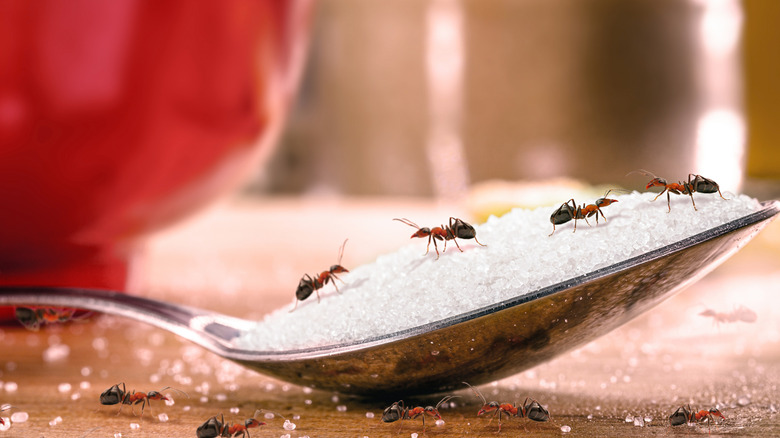 Ants on a spoonful of sugar.