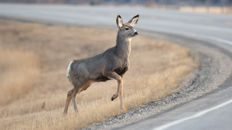 cute mule deer on the side of the road