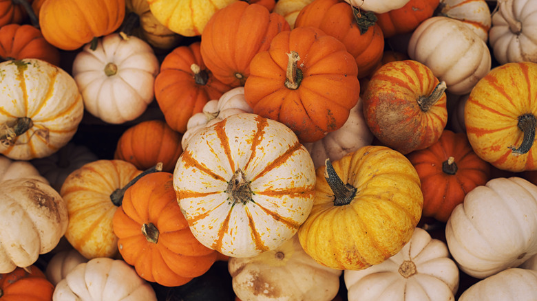 A giant pile of multicolored mini pumpkins
