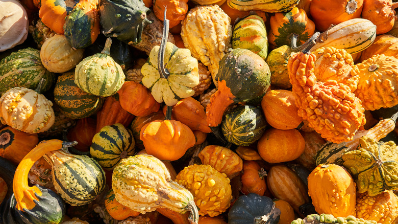 A giant pile of brightly colored decorative gourds