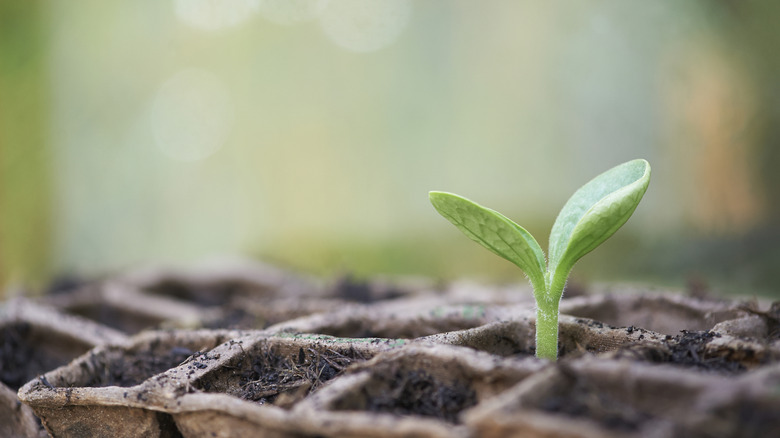 Germinating seed growing