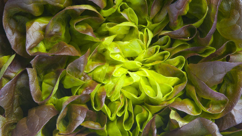 Closeup of red romaine lettuce