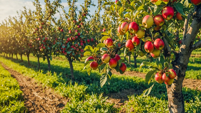 An apple orchard bathed in sunlight.