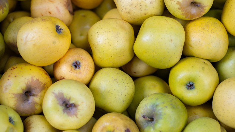 A pile of golden delicious apples.