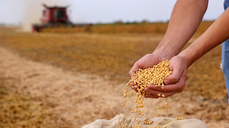 Farmer harvesting soybean grains