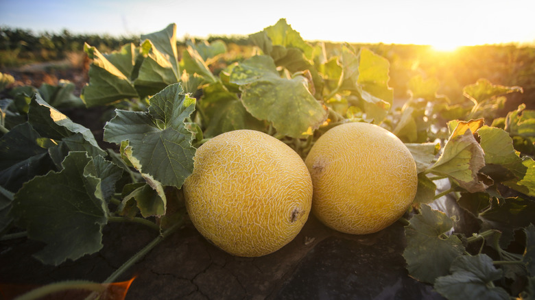 A close up of two cantaloupes in a field with plants surrounding them.