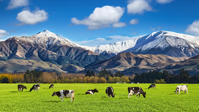 Cows grazing in an open field with a snow-capped mountain range in the background in New Zealand.