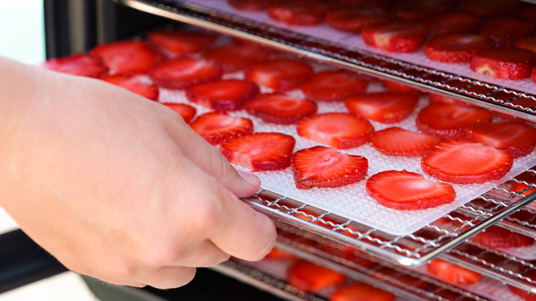 Hand sliding tray of fresh strawberries into food dehydrator