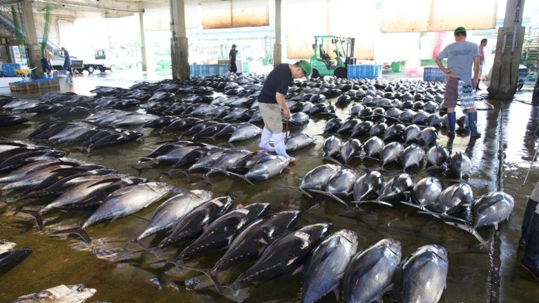 Bluefin tuna being sold at a dockside market.
