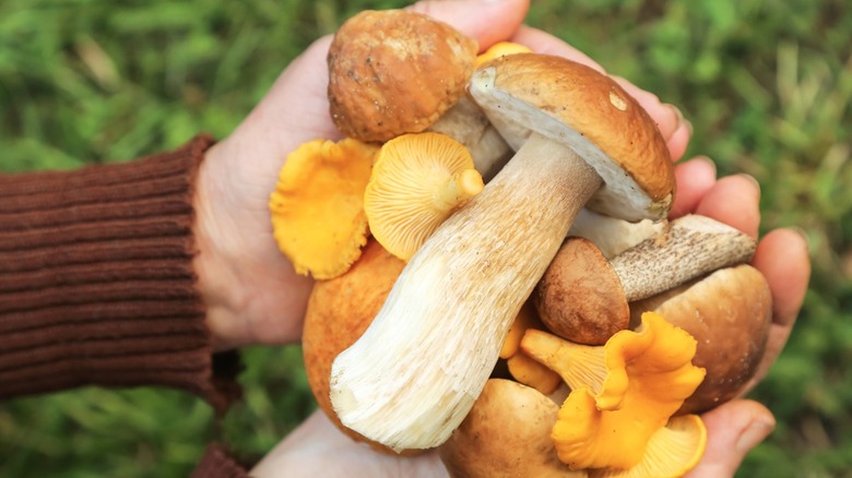 Close-up of hands holding several different types of mushrooms.