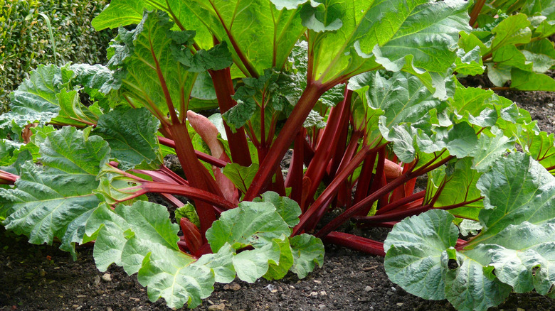 A large, leafy rhubarb plant