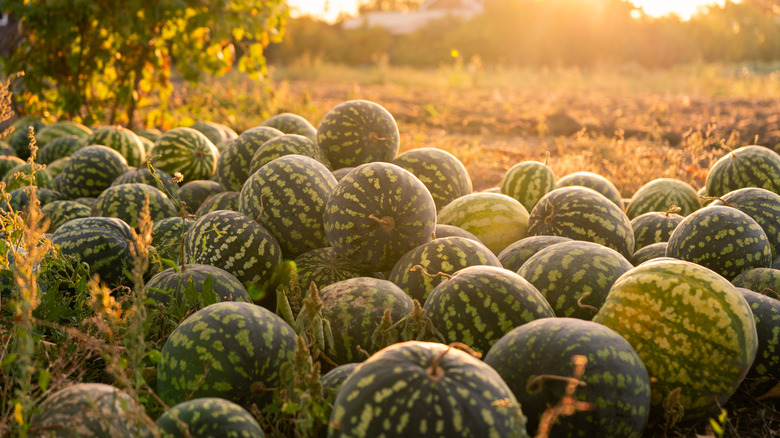 A watermelon patch in a sunny field