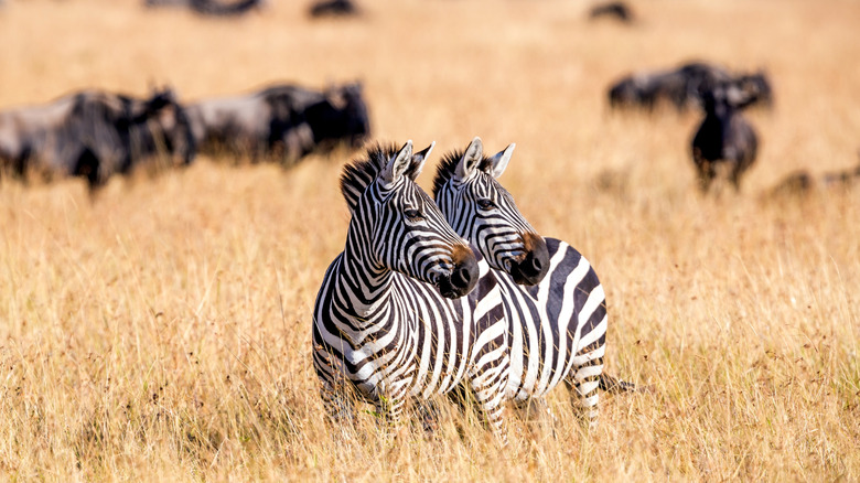 Two zebras in the wild.