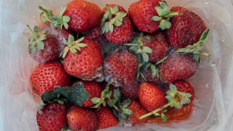 Overhead shot of strawberries going bad with mold them inside a plastic bag