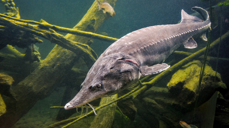 A Beluga sturgeon swimming in a lake