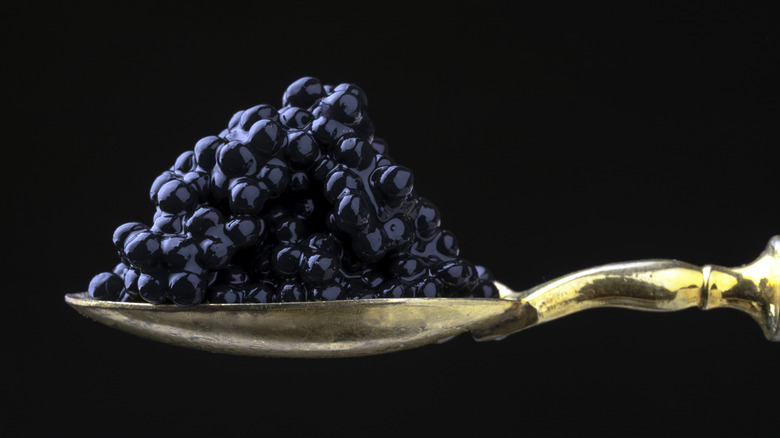 A closeup of black beluga caviar on a silver spoon