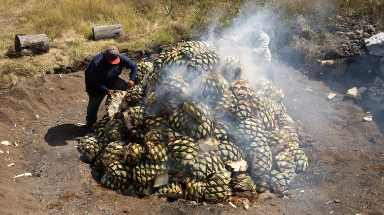 Agave being roasted in pit