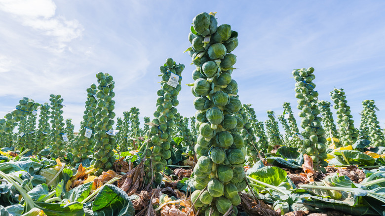 A crop of Brussels sprouts stalks