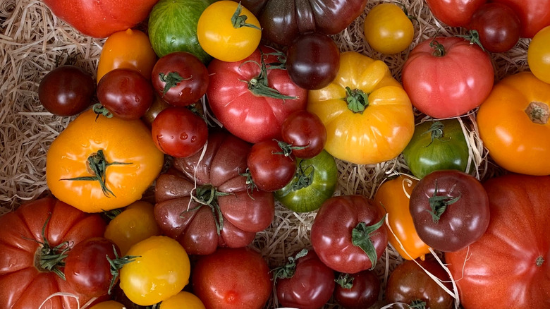 Red, orange, yellow, green, and purple heirloom tomatoes in different shapes and sizes