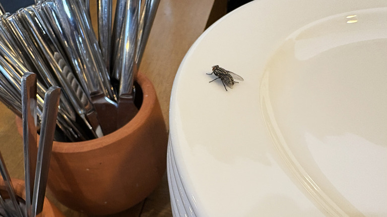 A housefly on a plate at a restaurant near a stack of butter knives.