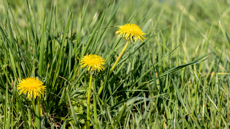 dandelions growing in grass