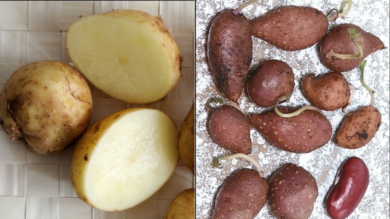 Two kinds of potatoes: Light colored Bonnottes de Noirmoutier and small, dark, bumpy Solanum jamesii