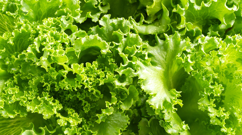 Close-up of lettuce leaves