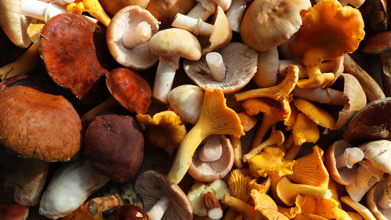 Variety of raw mushrooms in pile