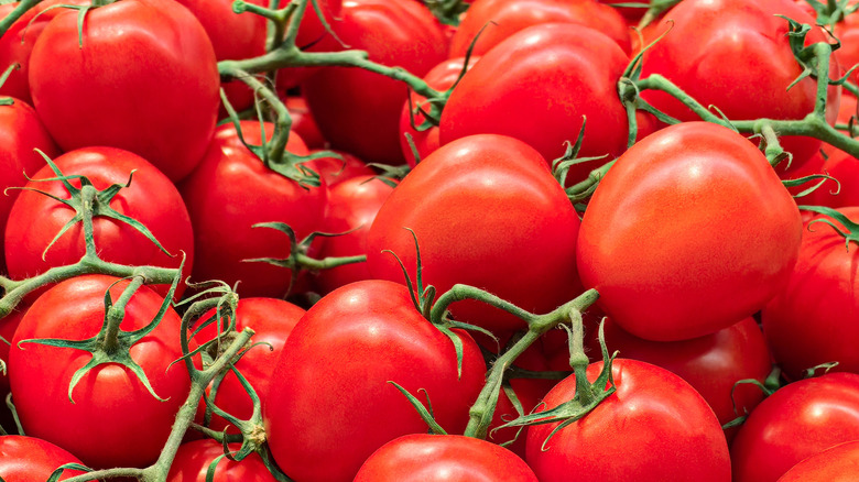 Close up of many tomatoes on the vine